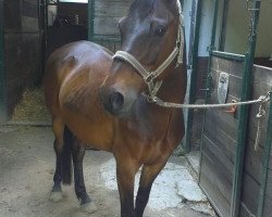 horse Karisko Brownie (German Riding Pony, 1994, from Kentucky)