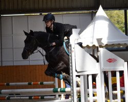 jumper Paul 725 (German Riding Pony, 2006, from Piccolo)