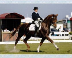 broodmare Gomera (Westphalian, 1991, from Glücksklee)