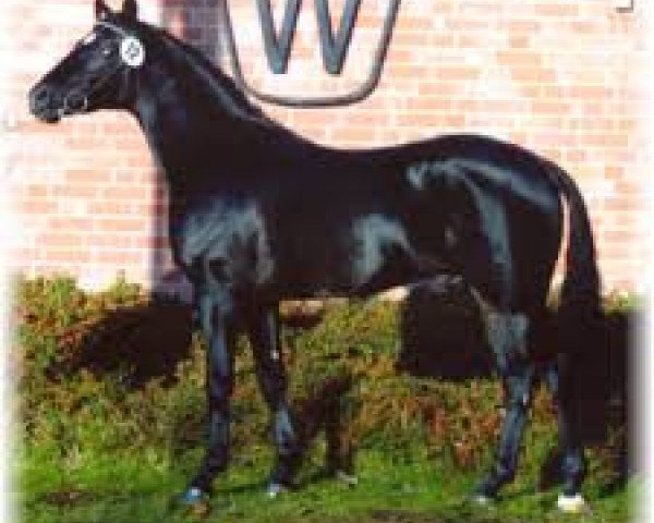 dressage horse Da Vinci R (German Riding Pony, 1999, from Dakar)