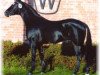 dressage horse Da Vinci R (Westphalian, 1999, from Dakar)