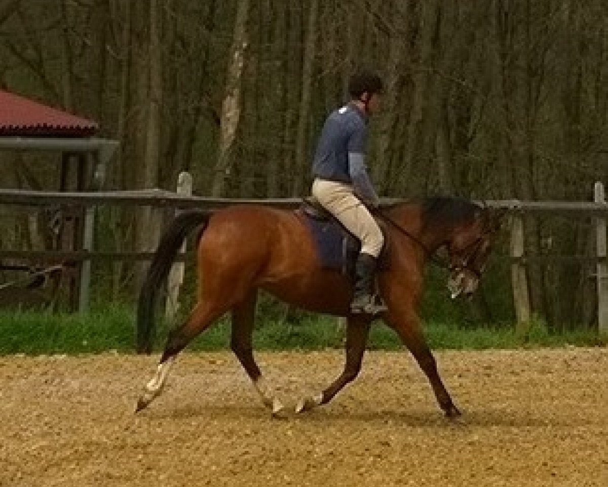 broodmare Zimtstern (Austrian Warmblood, 2010, from Kalimeris d'Ariel)