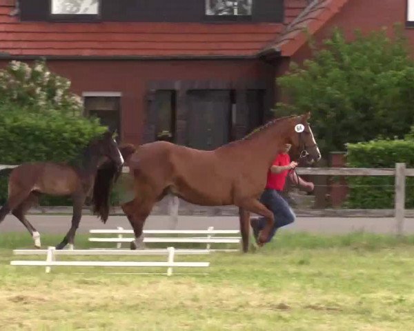 Video of Conrad R 3