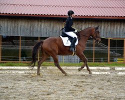 broodmare Angela 97 (Austrian Warmblood, 2002, from Diogines)