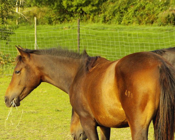 horse Shioban (German Riding Pony, 2006, from Masalij ox)