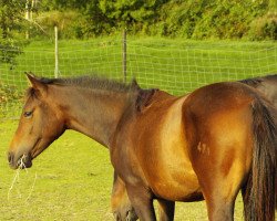 Pferd Shioban (Deutsches Reitpony, 2006, von Masalij ox)