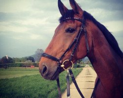 dressage horse Fenja 103 (Hanoverian, 1999, from Federweisser)