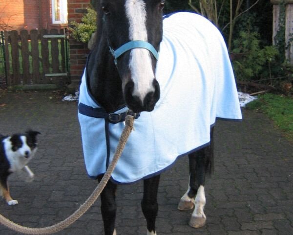 horse Eichhof´s Manon (German Riding Pony, 2002, from Coelenhage's Lord)