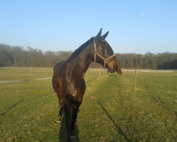 horse Karl der Große (Hanoverian, 2008, from Kaiserdom)