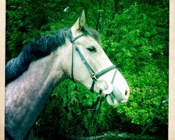 jumper Bayardo 4 (KWPN (Royal Dutch Sporthorse), 2010, from Baltic VDL)