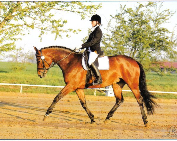 dressage horse Samora 4 (German Sport Horse, 2004, from Samba Hit I)