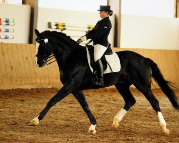 dressage horse Etoile (Hanoverian, 2000, from Escudo I)