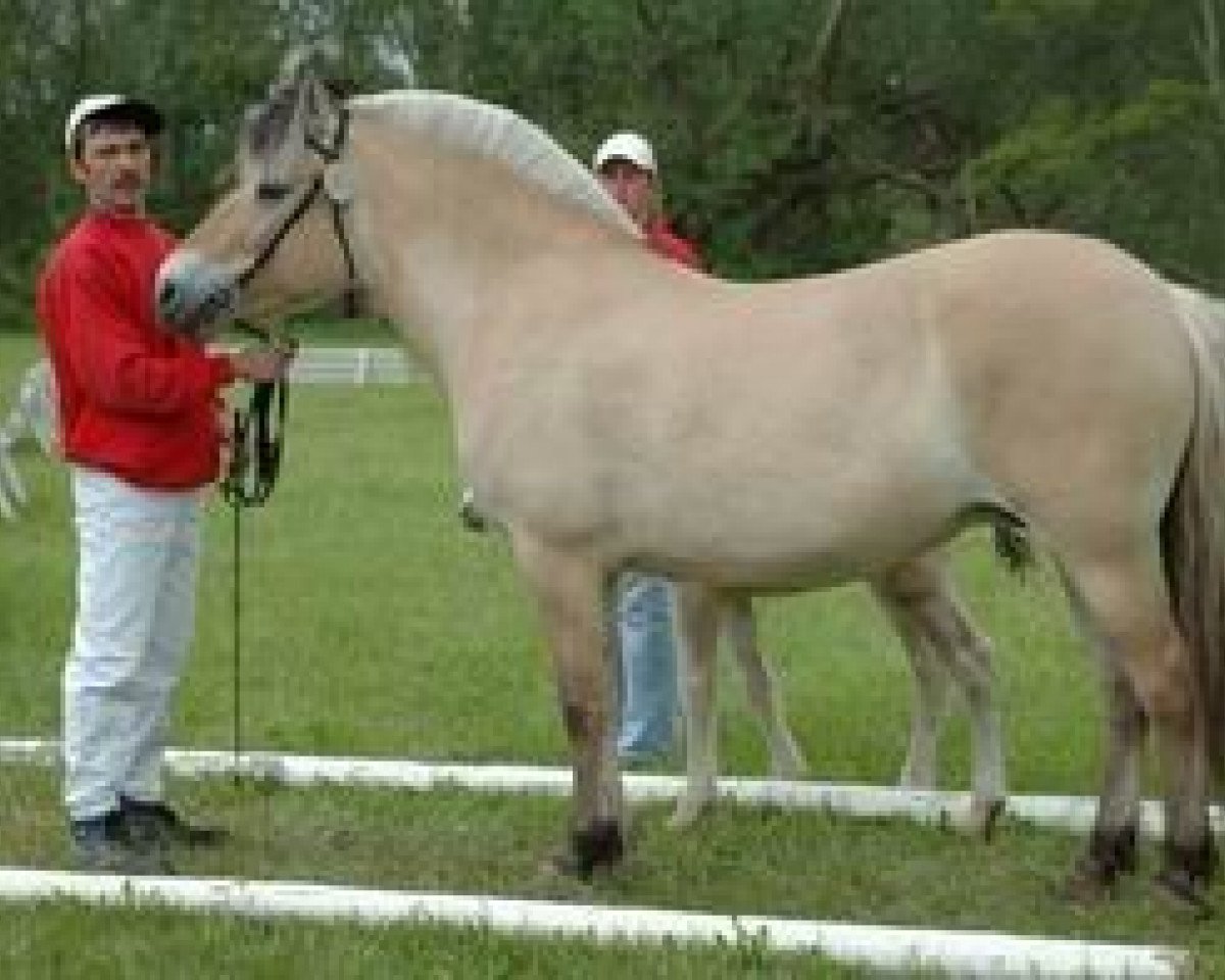 broodmare Tina (Fjord Horse, 1994, from Orlandos)
