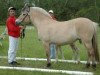 broodmare Tina (Fjord Horse, 1994, from Orlandos)