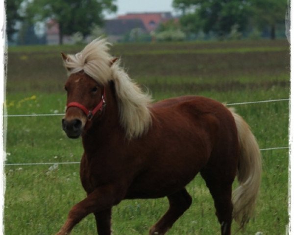 Zuchtstute Ronja (Shetland Pony, 2010, von Mister Milano PrH*)