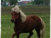 Zuchtstute Ronja (Shetland Pony, 2010, von Mister Milano PrH*)