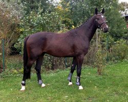 jumper Cosilan (German Sport Horse, 2010, from Consotho)