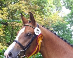 broodmare Cavalla S (German Sport Horse, 2010, from Consotho)