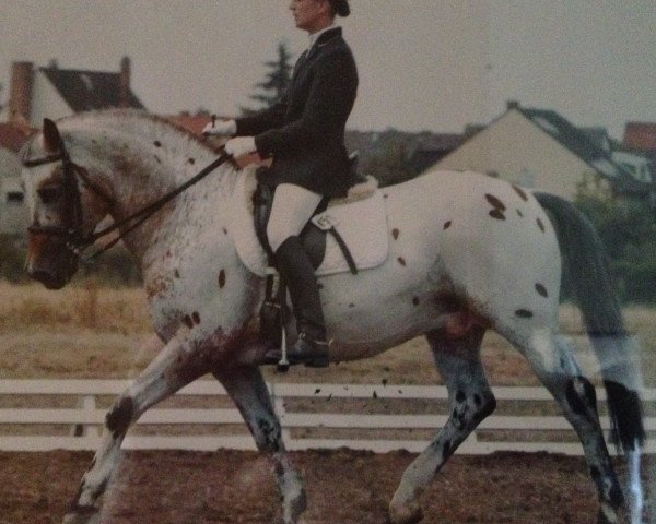 horse Old Thunders Soul (Appaloosa, 1994)