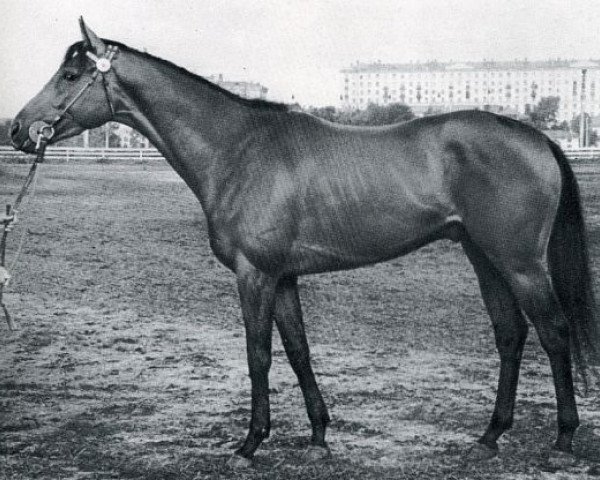 stallion Registrator xx (Thoroughbred, 1958, from Riding Mill xx)
