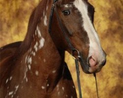 stallion Horizont (Hanoverian, 1986, from Gelij)