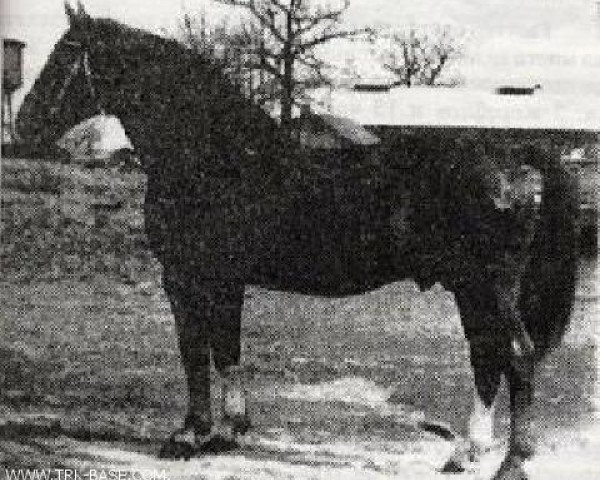stallion Guenther 3082 (Mecklenburg, 1953, from Grenadier)