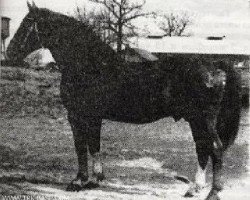 Deckhengst Guenther 3082 (Mecklenburger, 1953, von Grenadier)