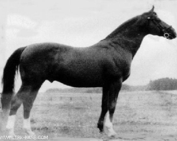 stallion Celsius (Trakehner, 1943, from Hirtensang)
