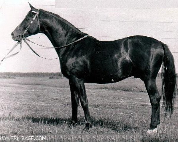 stallion Pompej (Russian Trakehner, 1956, from Piligrim)