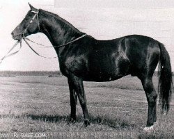 Deckhengst Pompej (Russisch Trakehner, 1956, von Piligrim)