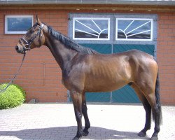 dressage horse Roosevelt (Hanoverian, 2009, from Royaldik)