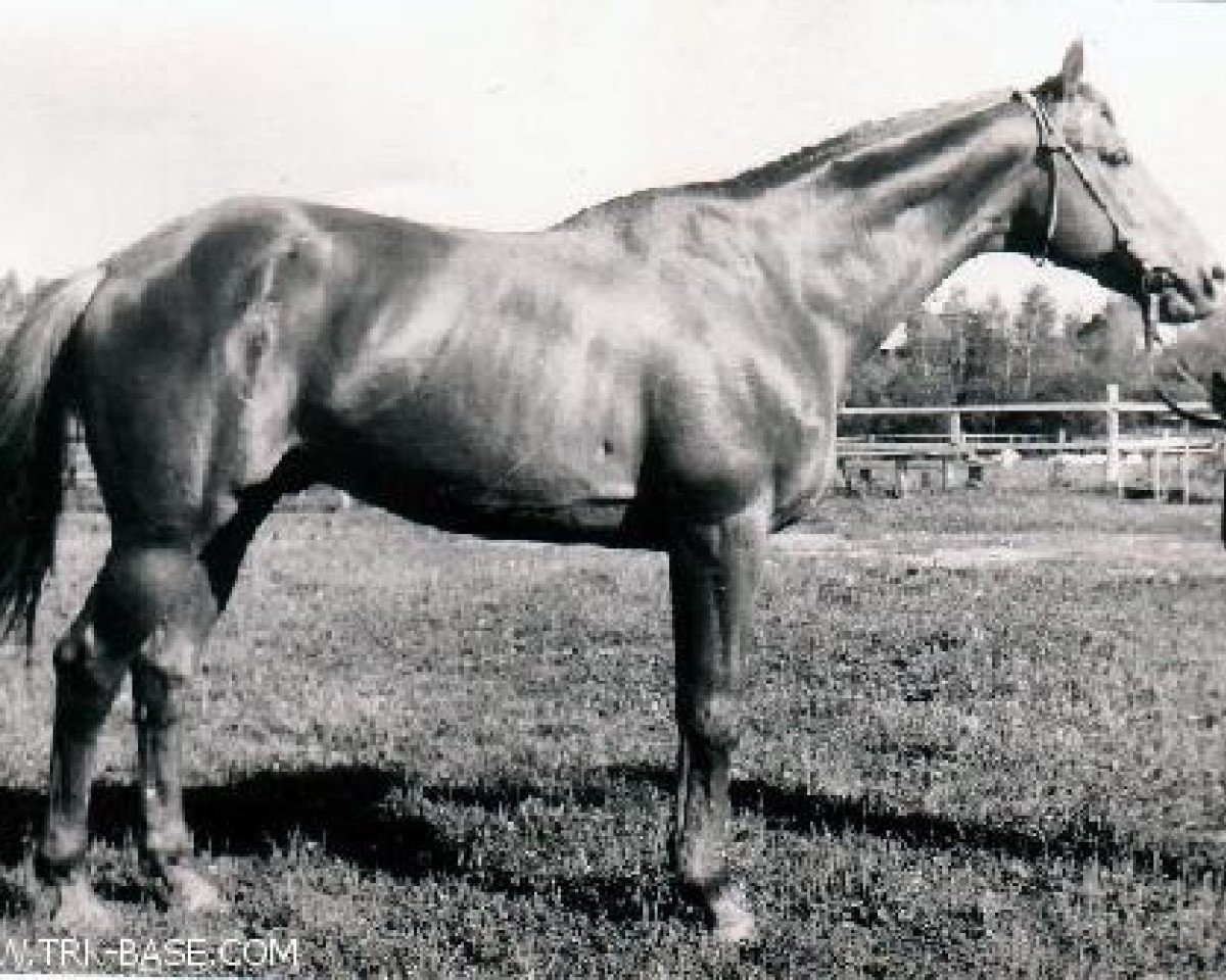 stallion Hitin (Russian Trakehner, 1955, from Chrysolit)