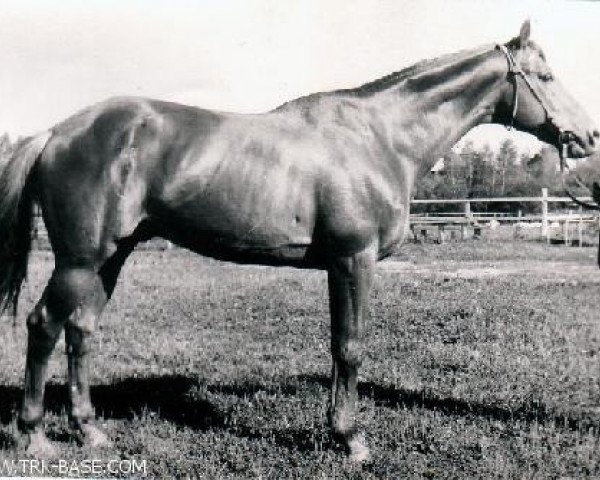 stallion Hitin (Russian Trakehner, 1955, from Chrysolit)