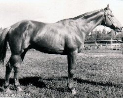 Deckhengst Hitin (Russisch Trakehner, 1955, von Chrysolit)