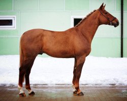 horse Admiral (Latvian Warmblood, 2006, from Kapral)