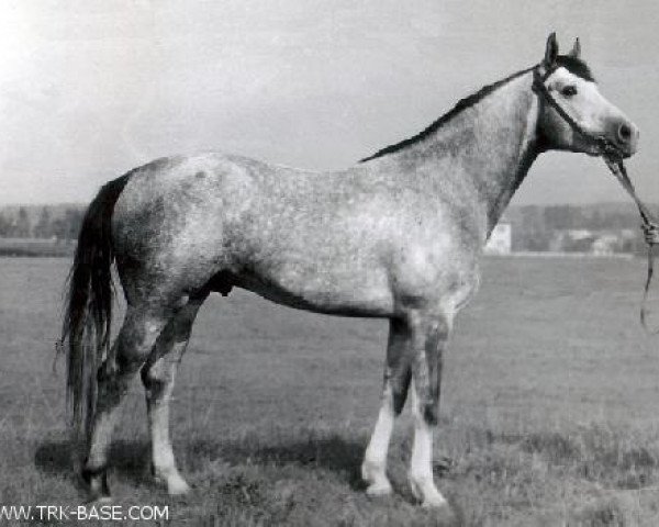 stallion Halif ( Chalif 53 ) (Russian Trakehner, 1981, from Falstaff)