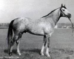 Deckhengst Halif ( Chalif 53 ) (Russisch Trakehner, 1981, von Falstaff)