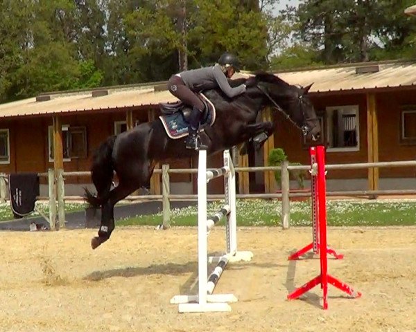 horse Zariette (KWPN (Royal Dutch Sporthorse), 2003, from Frühlingshaft)