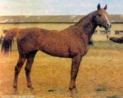 stallion Plutarch (Russian Trakehner, 1983, from Hog)