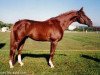 stallion Kapral (Trakehner, 1994, from Plutarch)