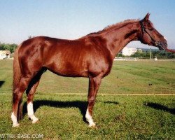 stallion Kapral (Trakehner, 1994, from Plutarch)