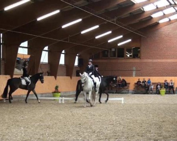 Holtkämper Dressurtage 2015