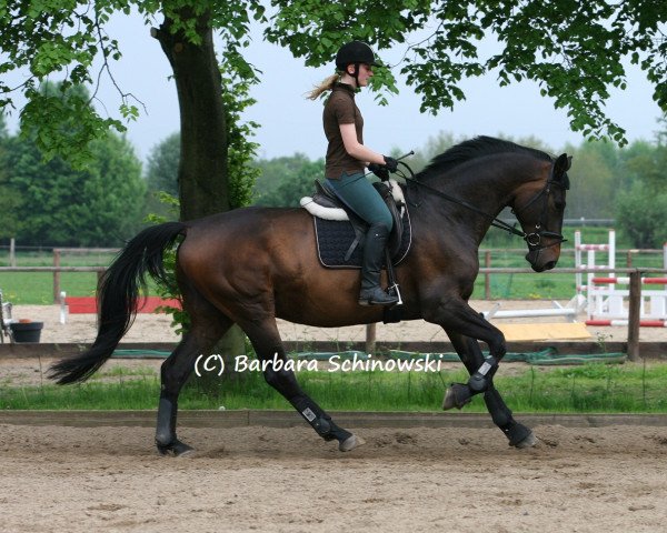 dressage horse Kalani BS (Trakehner, 2007, from Hofrat)