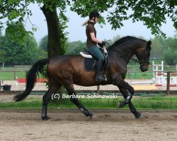 dressage horse Kalani BS (Trakehner, 2007, from Hofrat)