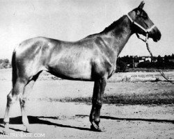 broodmare Privolnaja (Russian Trakehner, 1967, from Welt)