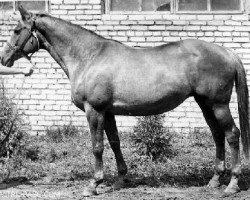 broodmare Pelena (Russian Trakehner, 1973, from Epigraf)