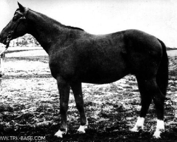 stallion Hagor (Chagor) (Trakehner, 1944, from Hirtensang)