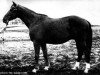 stallion Hagor (Chagor) (Trakehner, 1944, from Hirtensang)