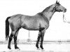 stallion Hog (Russian Trakehner, 1965, from Gluchar)