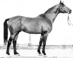 Deckhengst Hog (Russisch Trakehner, 1965, von Gluchar)